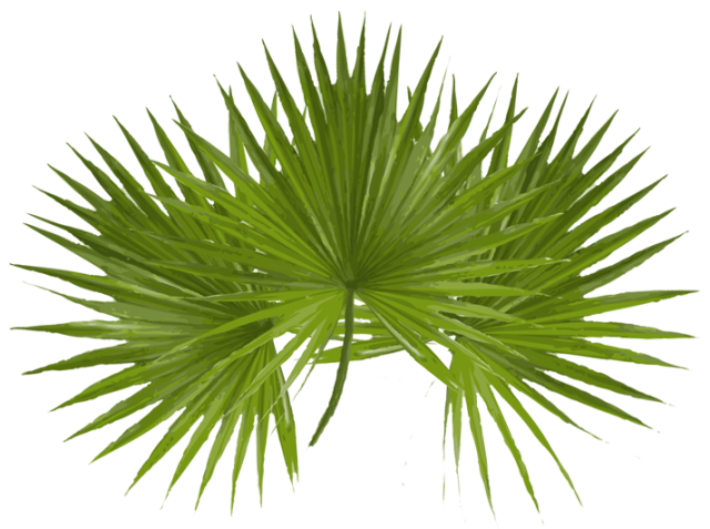 Clip Art Of Palm Leaves Used During Easter On Palm Sunday