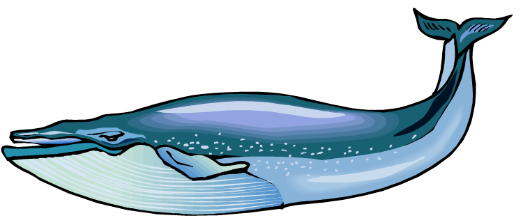 Blue Whale Clip Art Whale Watching