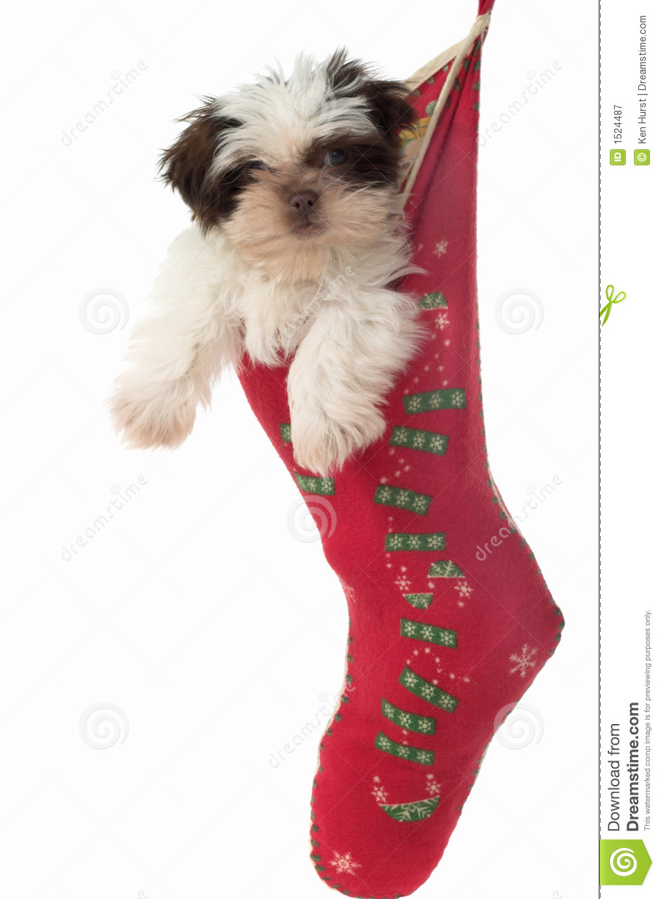 Puppy Hanging Around In Christmas Stocking 2 Royalty Free Stock