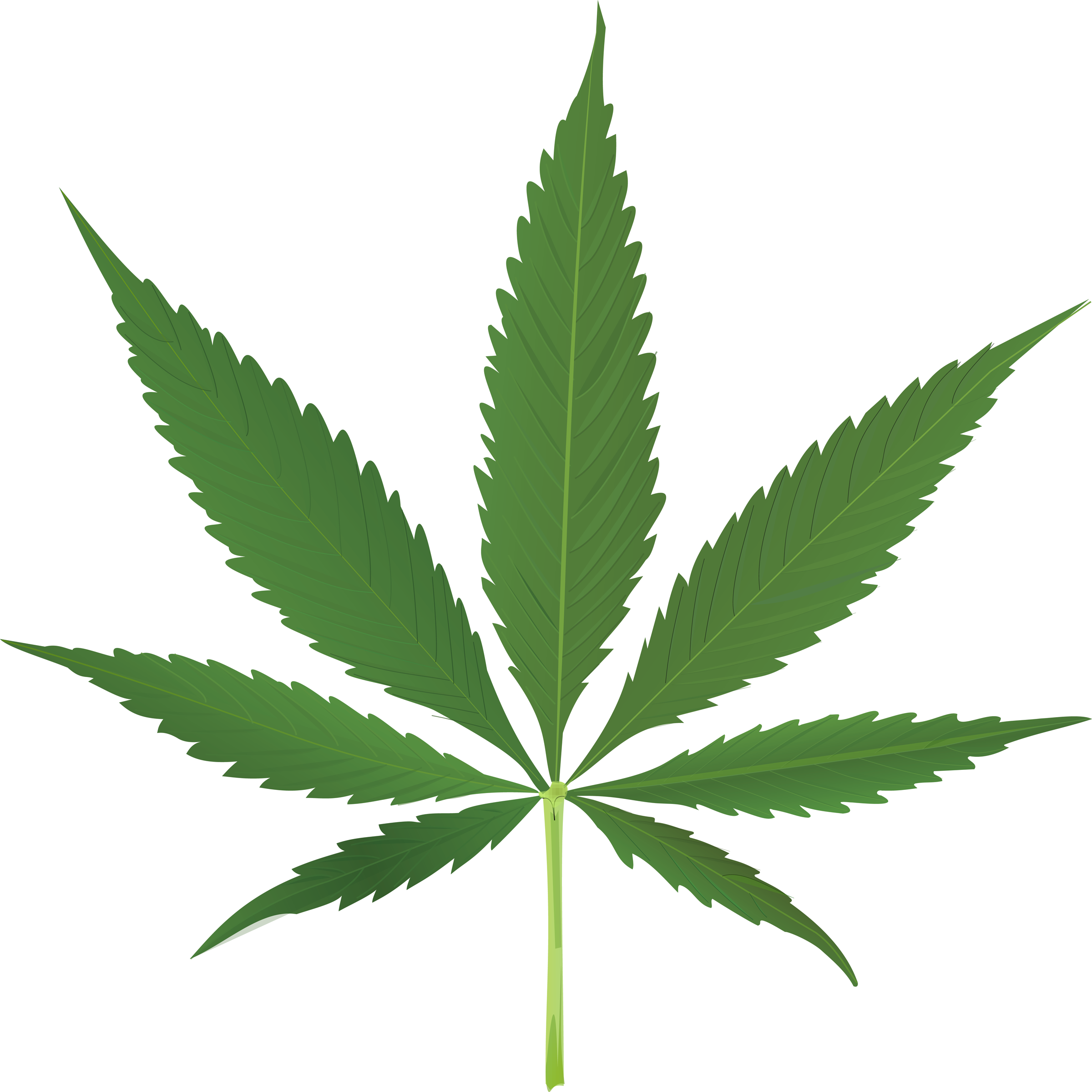 Weed Leaf   Clipart Panda   Free Clipart Images