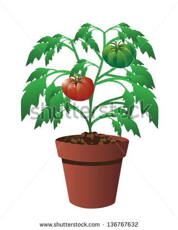       Corn Plant Cartoon  Tomato Cartoon  Tomato Plant Clip Art