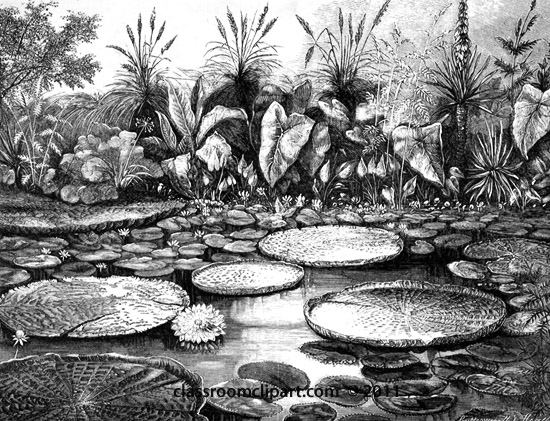 Water Pond Clipart Black And White Pond With Water Lilies Jpg