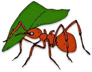 Ant Clipart   Animalgals