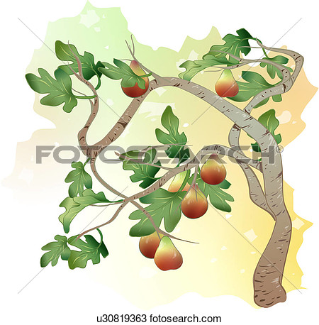 Clipart   Plants Tree Fig Fruit Fig Tree Trees Plant  Fotosearch