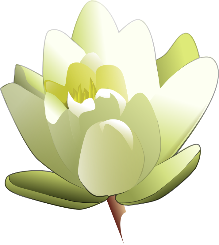 Water Lily Flower Clipart Png 198 24 Kb
