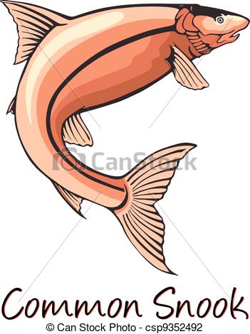 Of Common Snook Color Illustration Csp9352492   Search Clipart