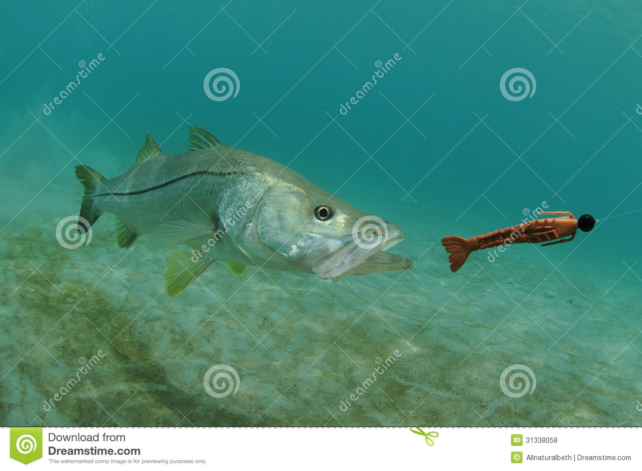 Royalty Free Stock Photos  Snook Fish Chasing Lure In Ocean