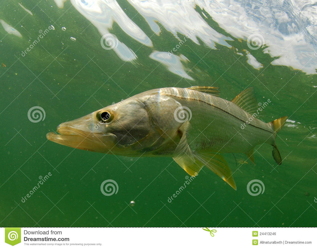 Snook Fish Swimming In The Atlantic Ocean Off The Coast Of Florida