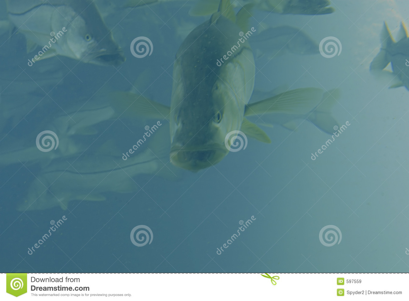 Snook Royalty Free Stock Images   Image  597559