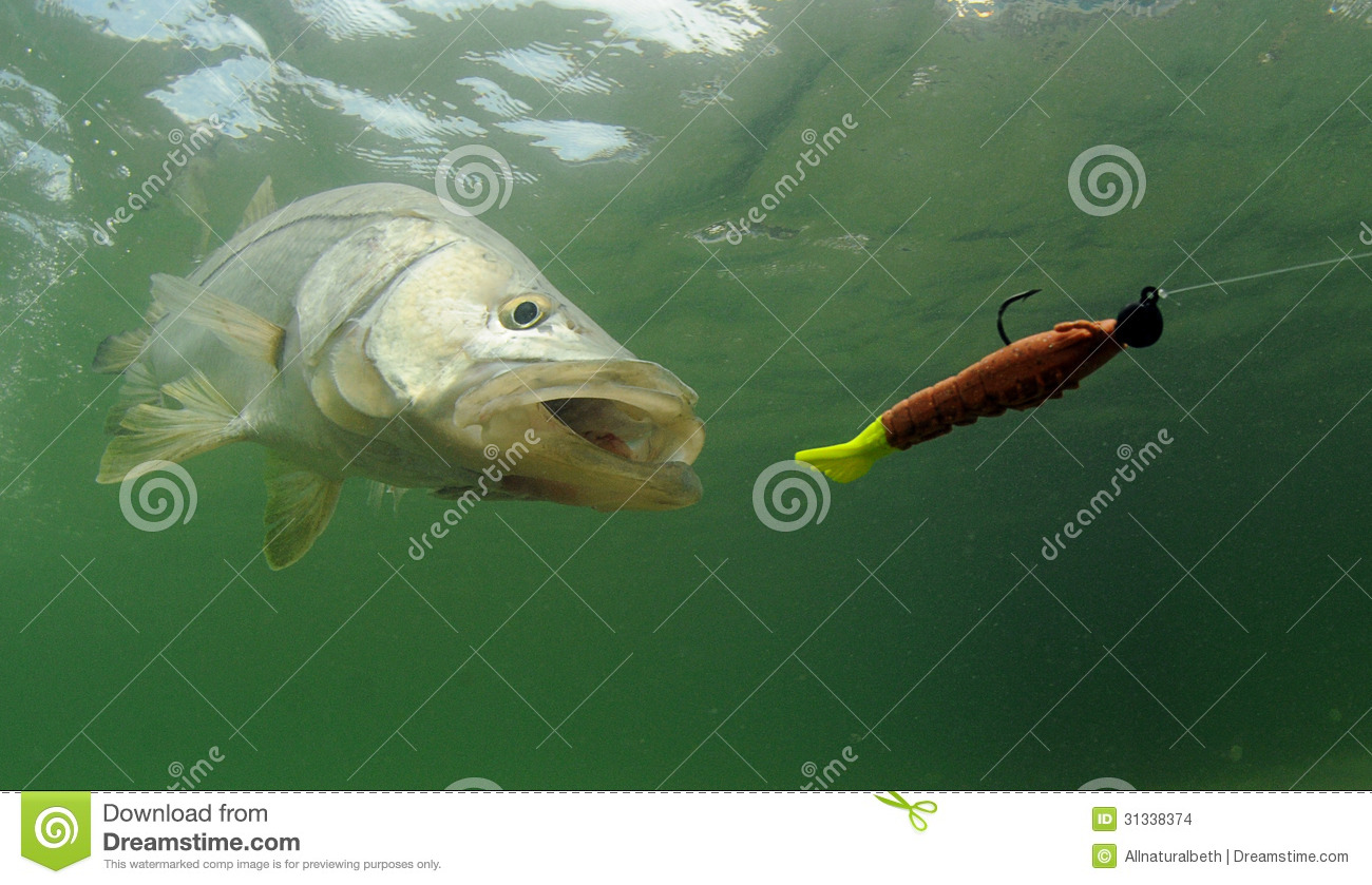 Stock Images  Snook Fish Chasing Lure  Image  31338374