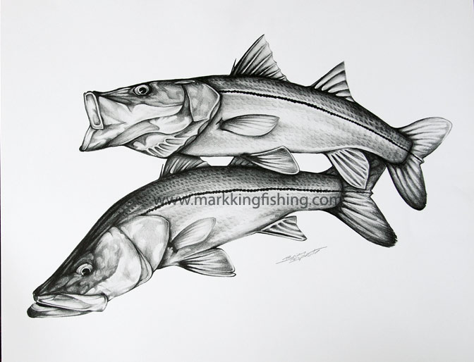 Tarpon Drawings Fishing Tackle And Gear For
