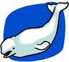Fish And Marine Life   Beluga Return Address Labels 6 Images