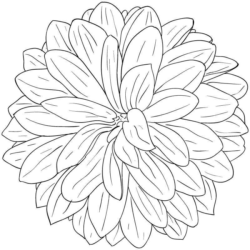 Clipart Dahlia Flower Sketch Style   Royalty Free Vector Design