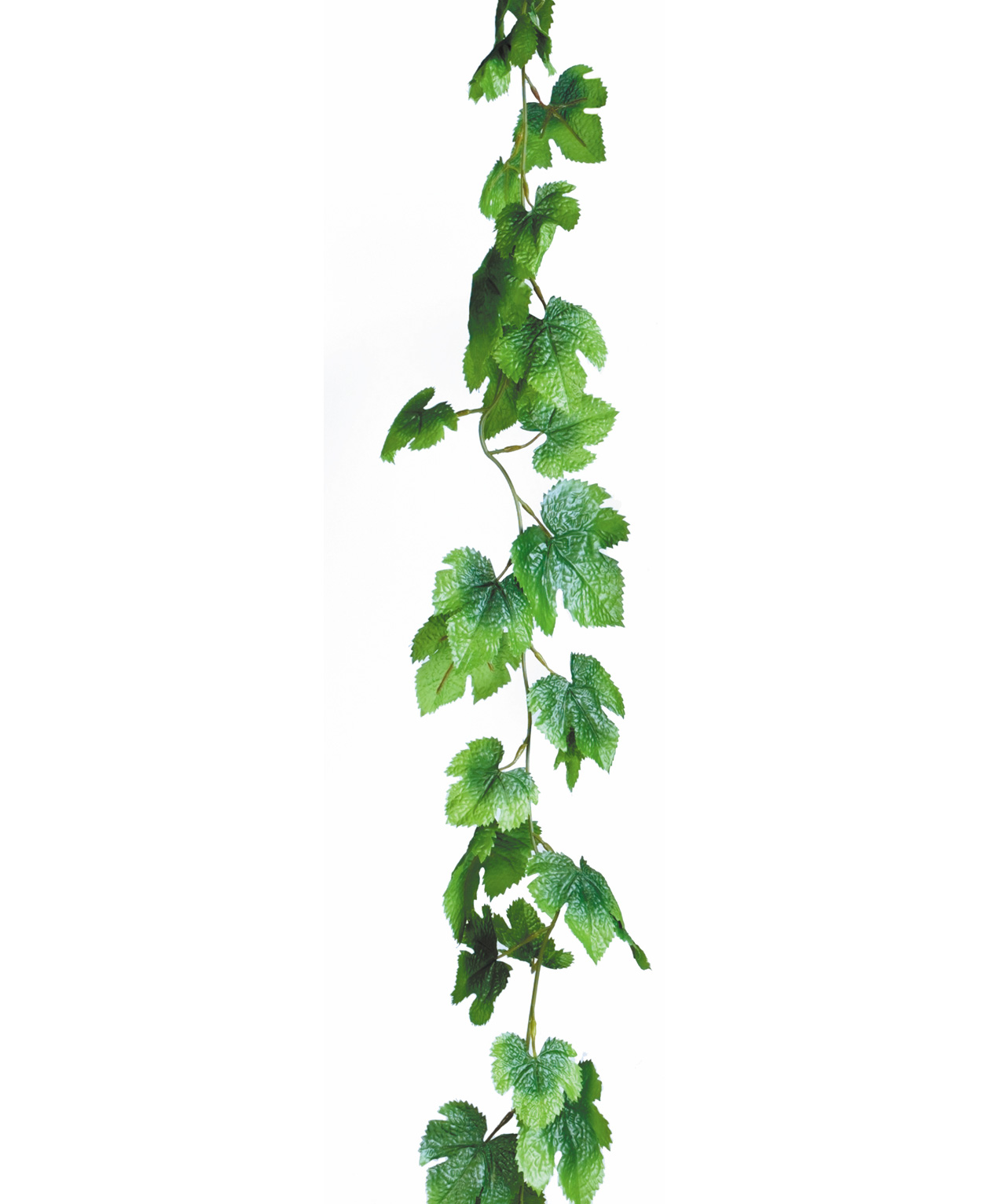 Ivy Vine   Free Cliparts That You Can Download To You Computer And