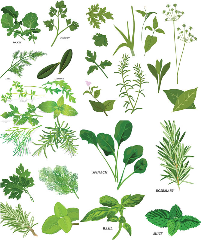 Herbal Vector Clipart 5 Sets With Different Vector Herbals And Greens