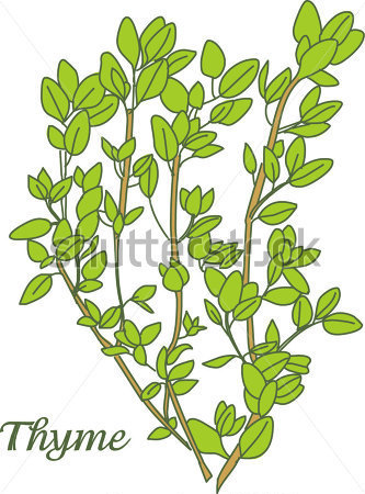 Thyme Herb Stock Vector   Clipart Me