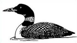 Free Common Loon Clipart