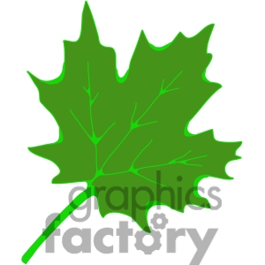 Royalty Free Green Sugar Maple Leaf Clipart Image Picture Art    