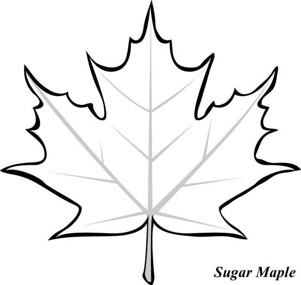 Sugar Maple Leaf Picture Coloring Page   Kids Play Color