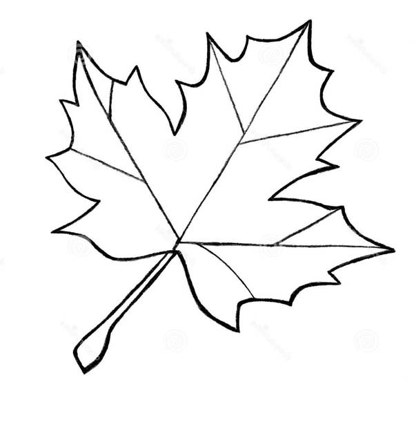 Sugar Maple Leaf Sketch Maple Leaves Coloring Pages