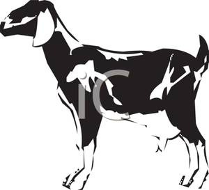 Black And White Dairy Goat   Royalty Free Clipart Picture
