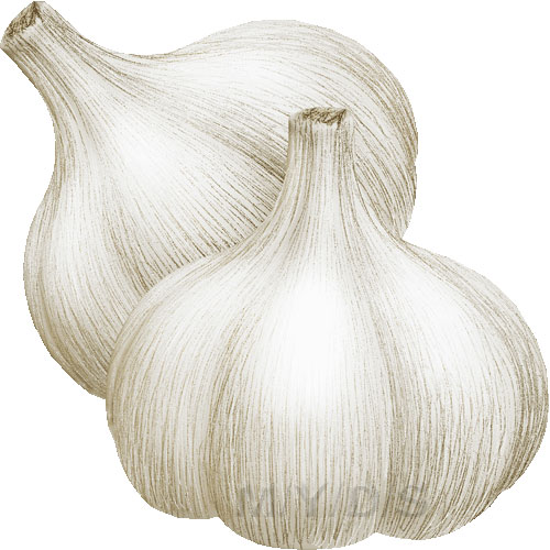 Garlics Allium Sativum Clipart Picture   Large