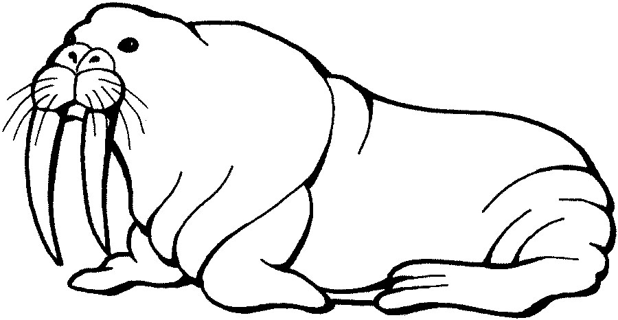 Walrus Clipart Free Cliparts That You Can Download To You Computer
