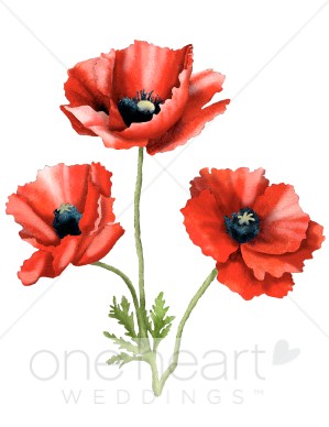 Poppy Flower Pictures Clip Art