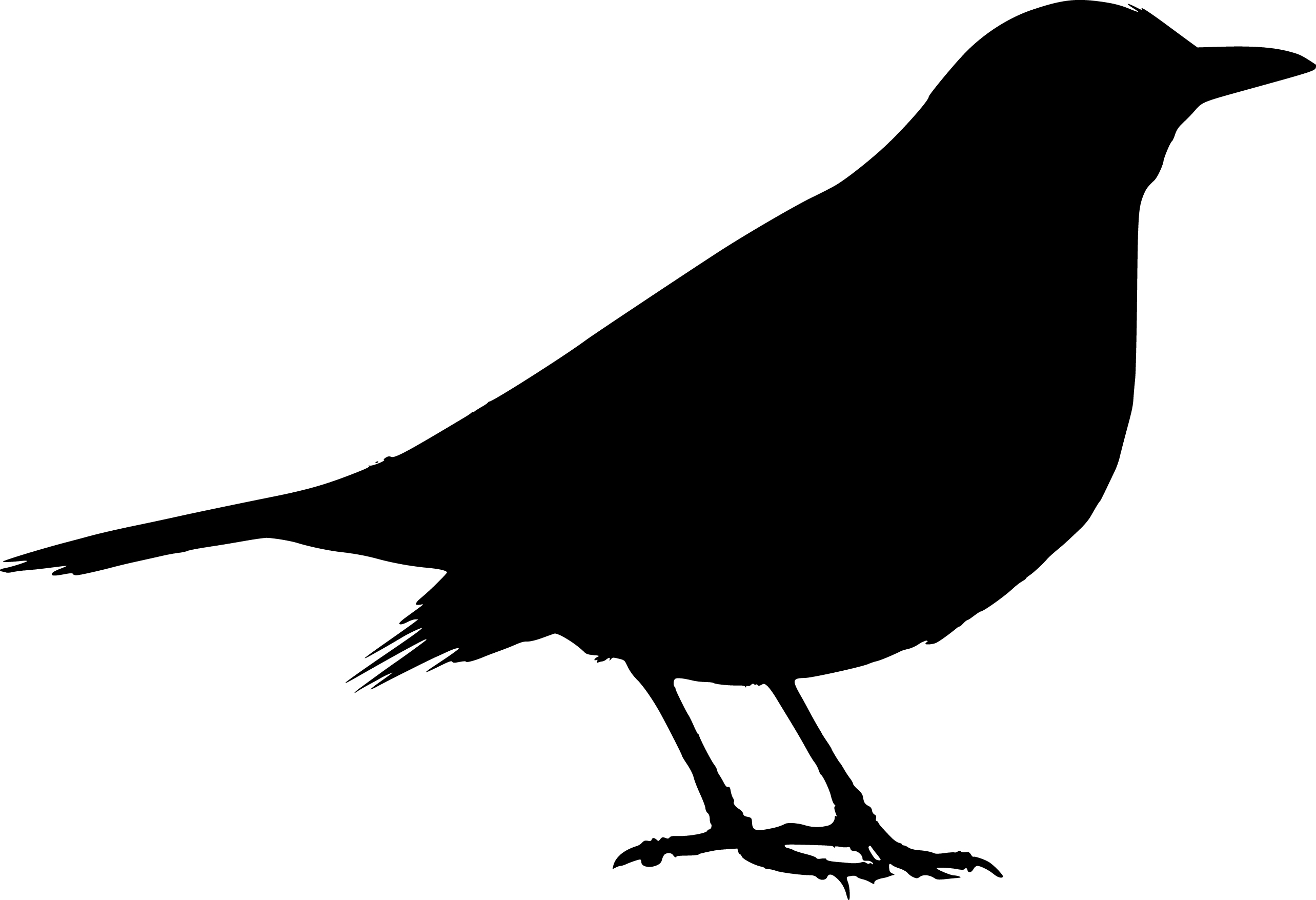 Black Bird Silhouette   Clipart Best