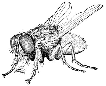 Free Housefly 2 Clipart   Free Clipart Graphics Images And Photos
