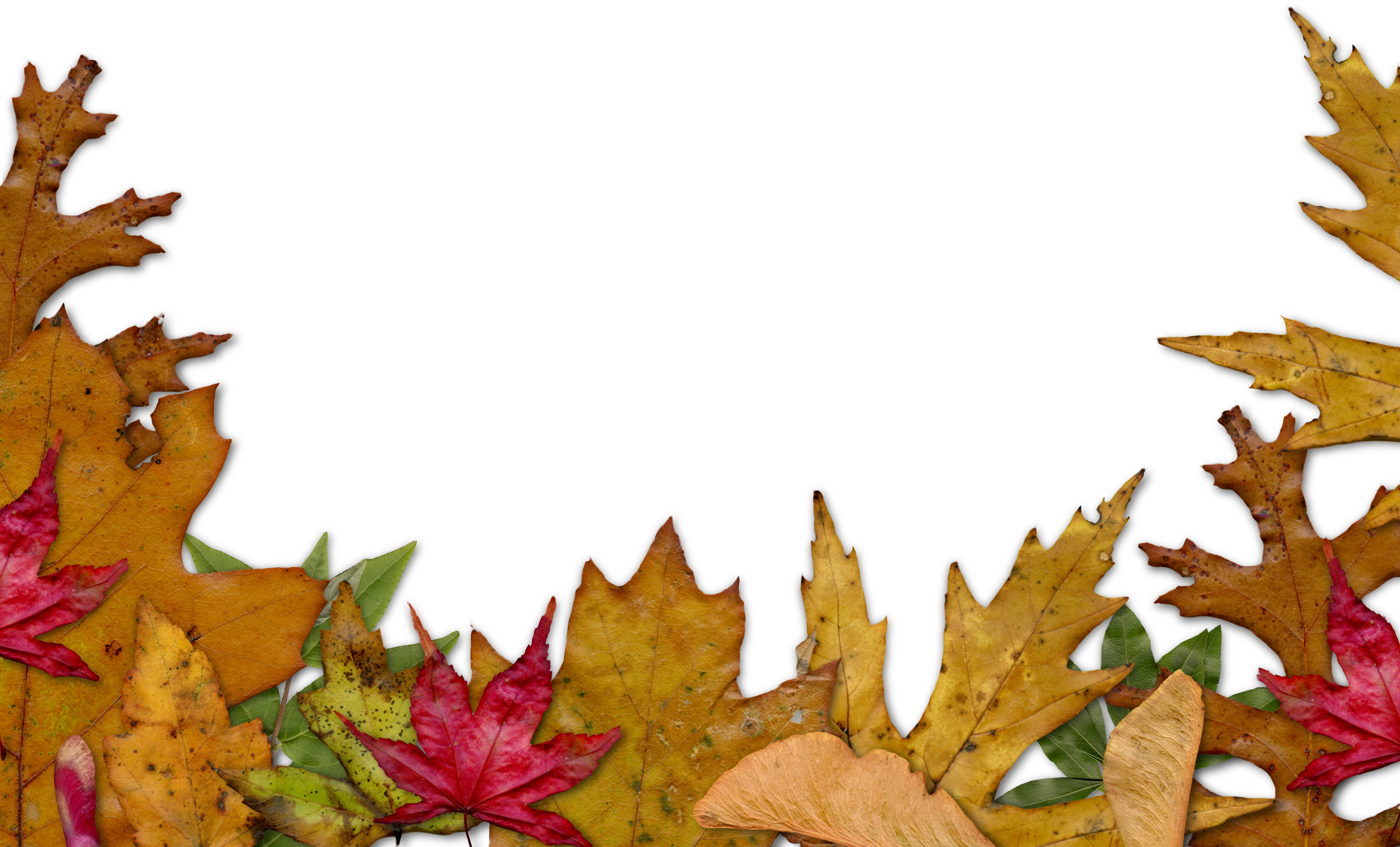 10 Fall Leaves Border Free Cliparts That You Can Download To You