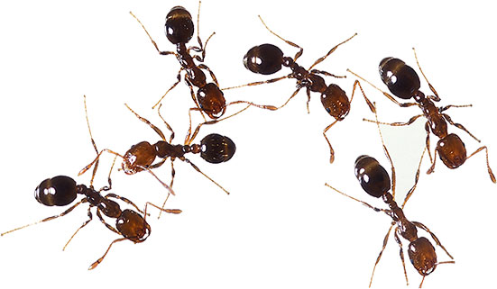 Free Ant Clipart   Black Ants   Fire Ants