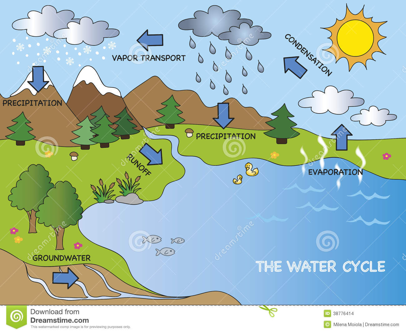 Water Cycle Stock Illustration   Image  38776414