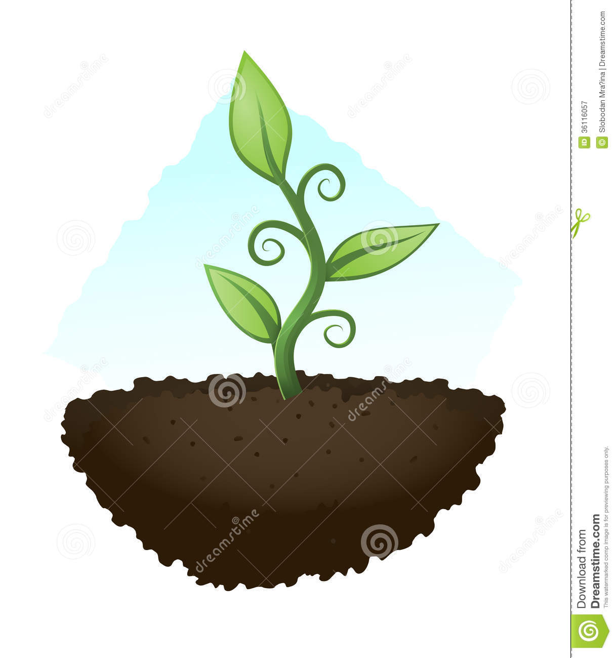 Green Plant Royalty Free Stock Photography   Image  36116057