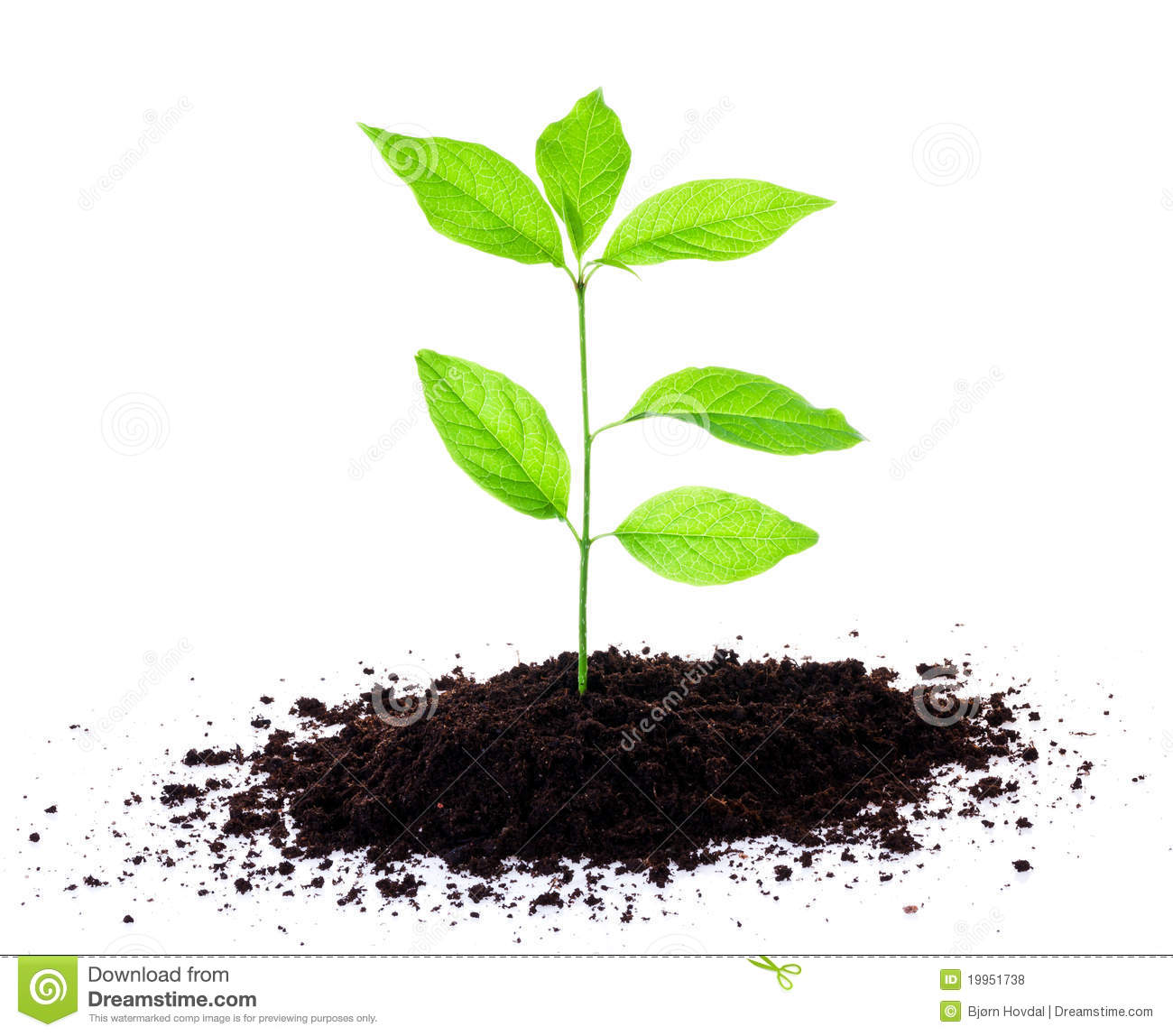 Plant Growing In Soil Royalty Free Stock Photos   Image  19951738