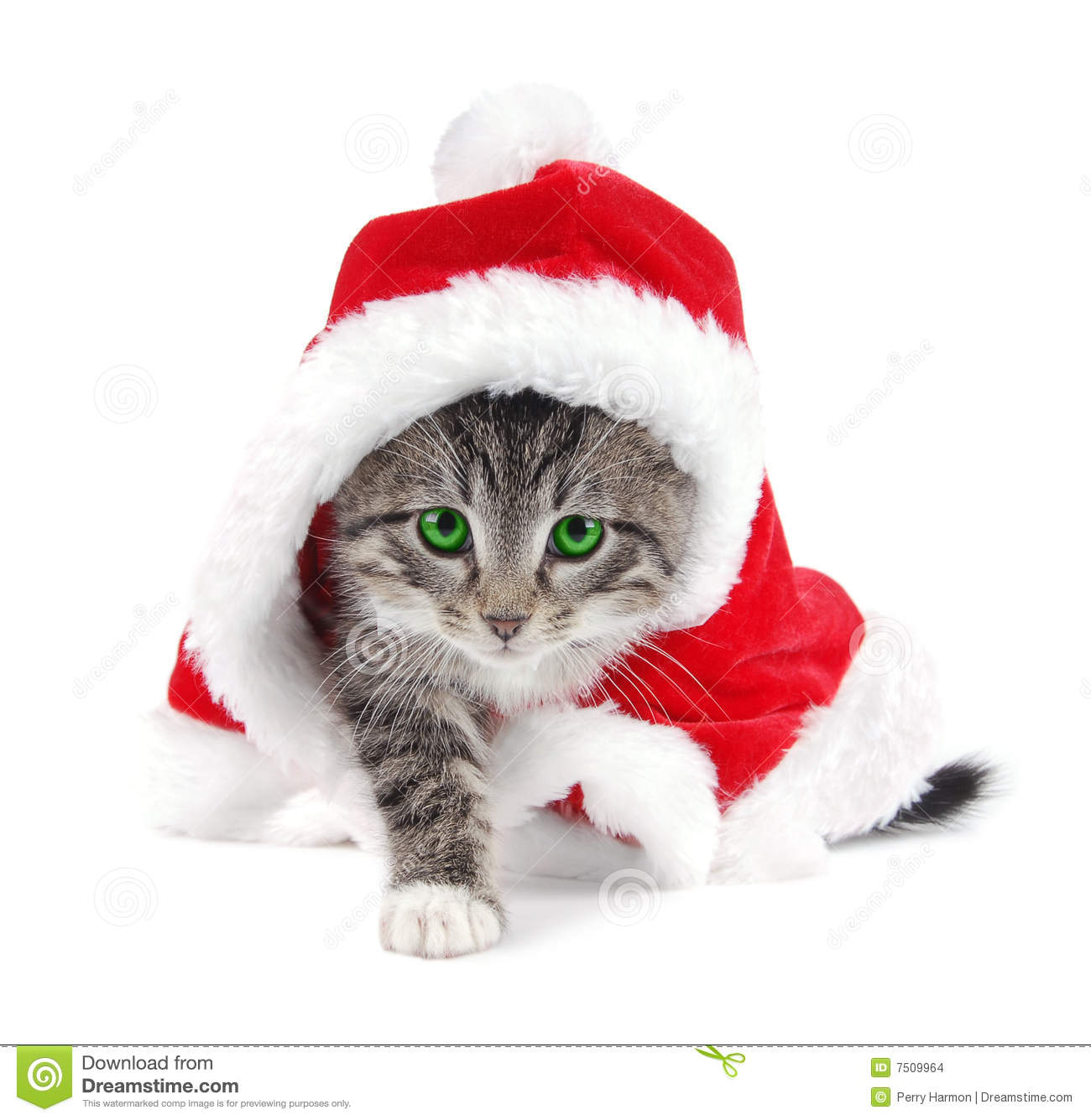 Christmas Kitten Clipart Green Eyed Tabby Kitten With