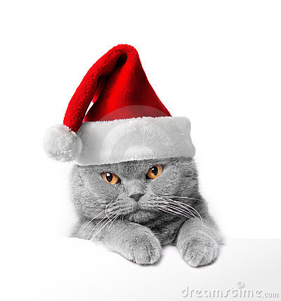 Cute Christmas Kitten Clipart