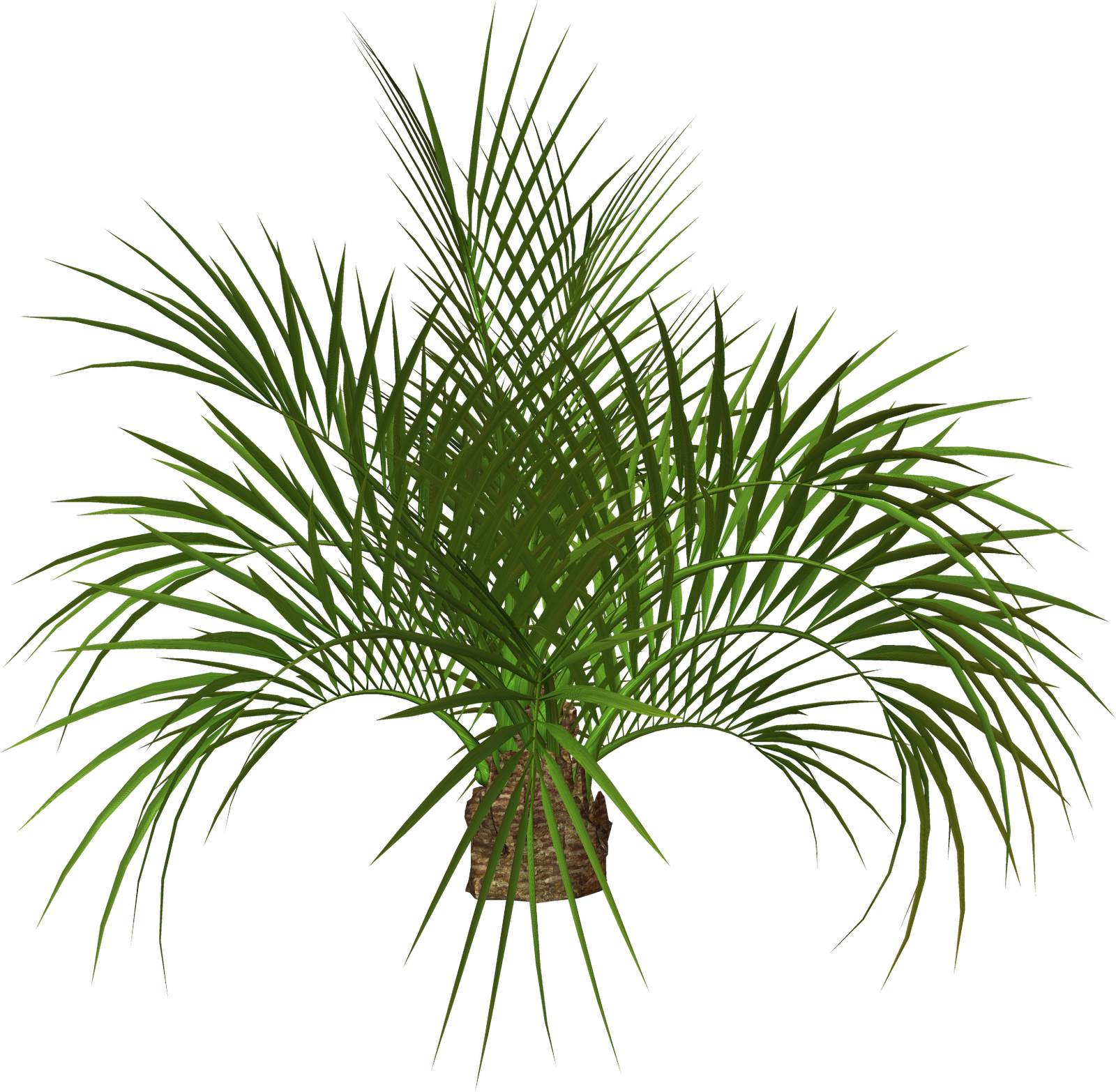 Palm Tree And Free Png Flower Clipart