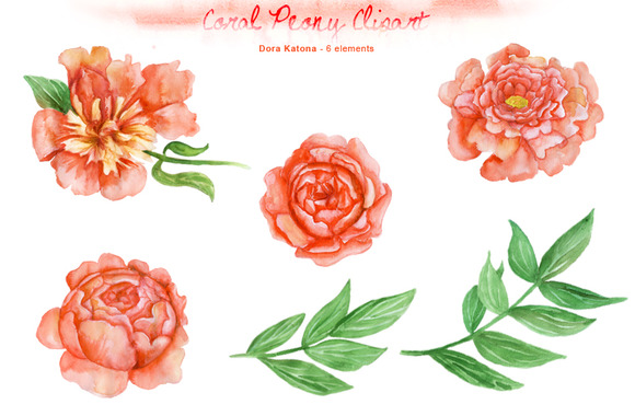 Watercolor Coral Peony Clipart   Illustrations On Creative Market