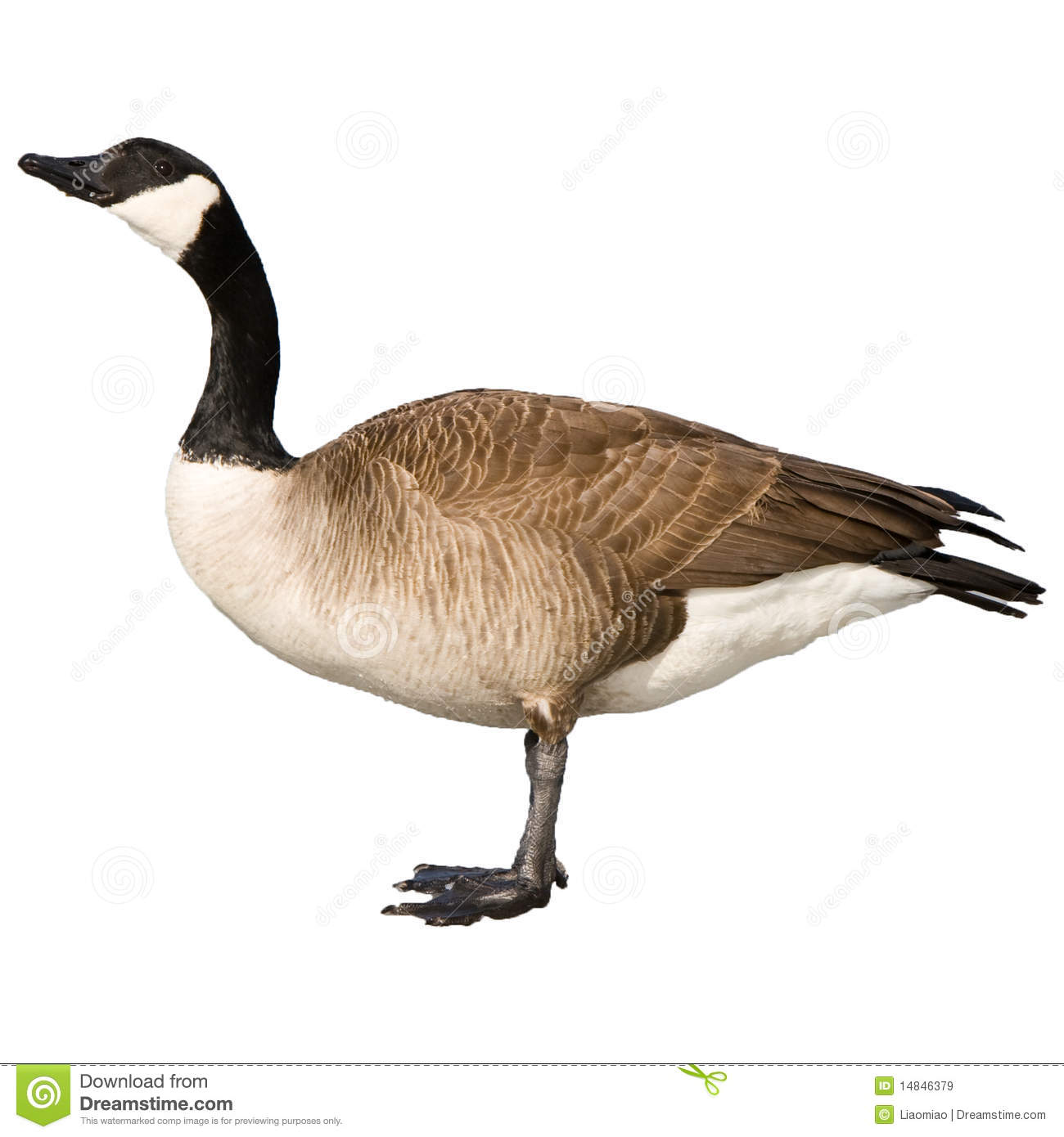 Canadian Geese Clipart Canadian Geese Clip Art