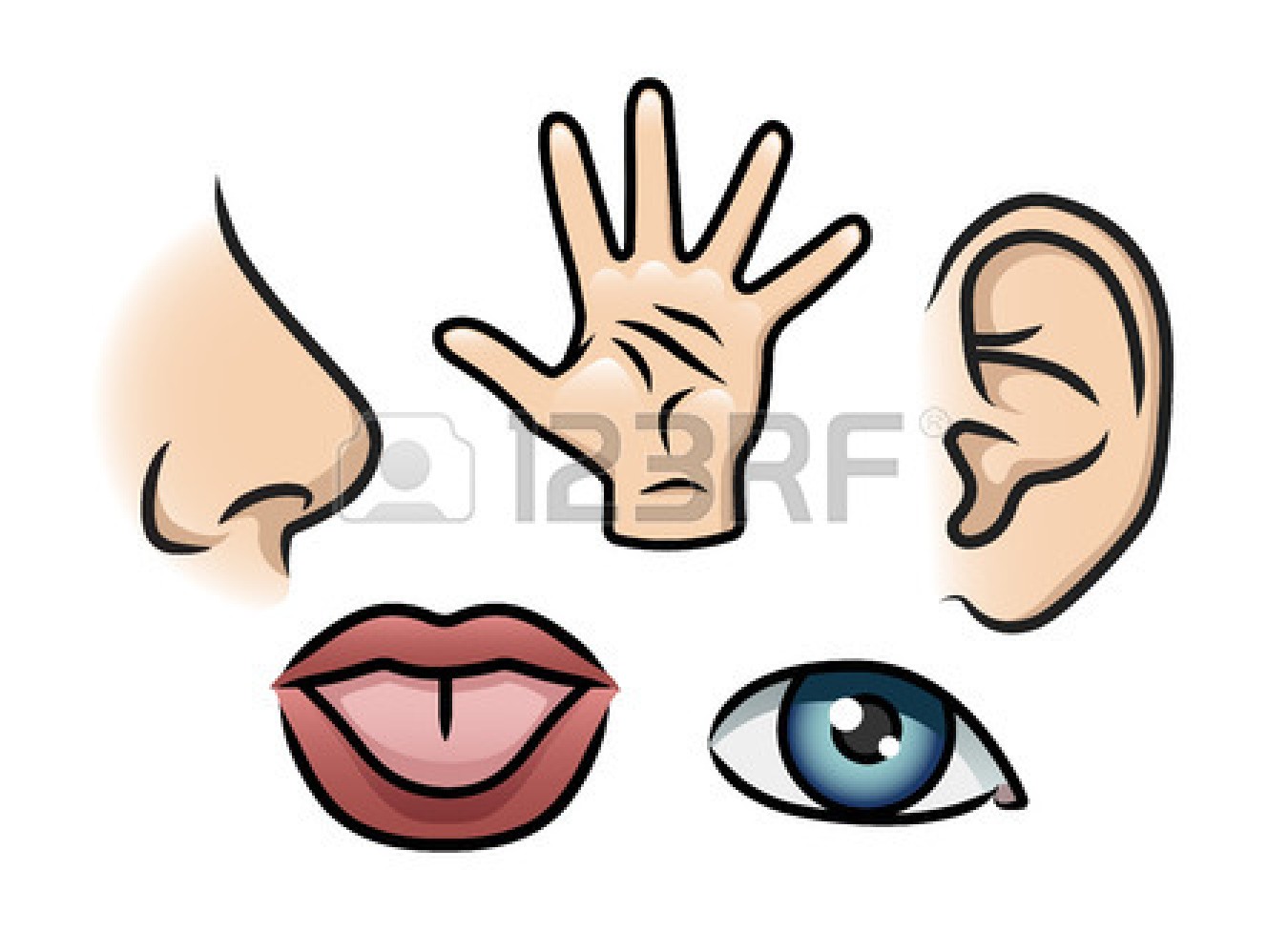 Touch Clipart 26573894 A Cartoon Illustration Depicting The 5 Senses