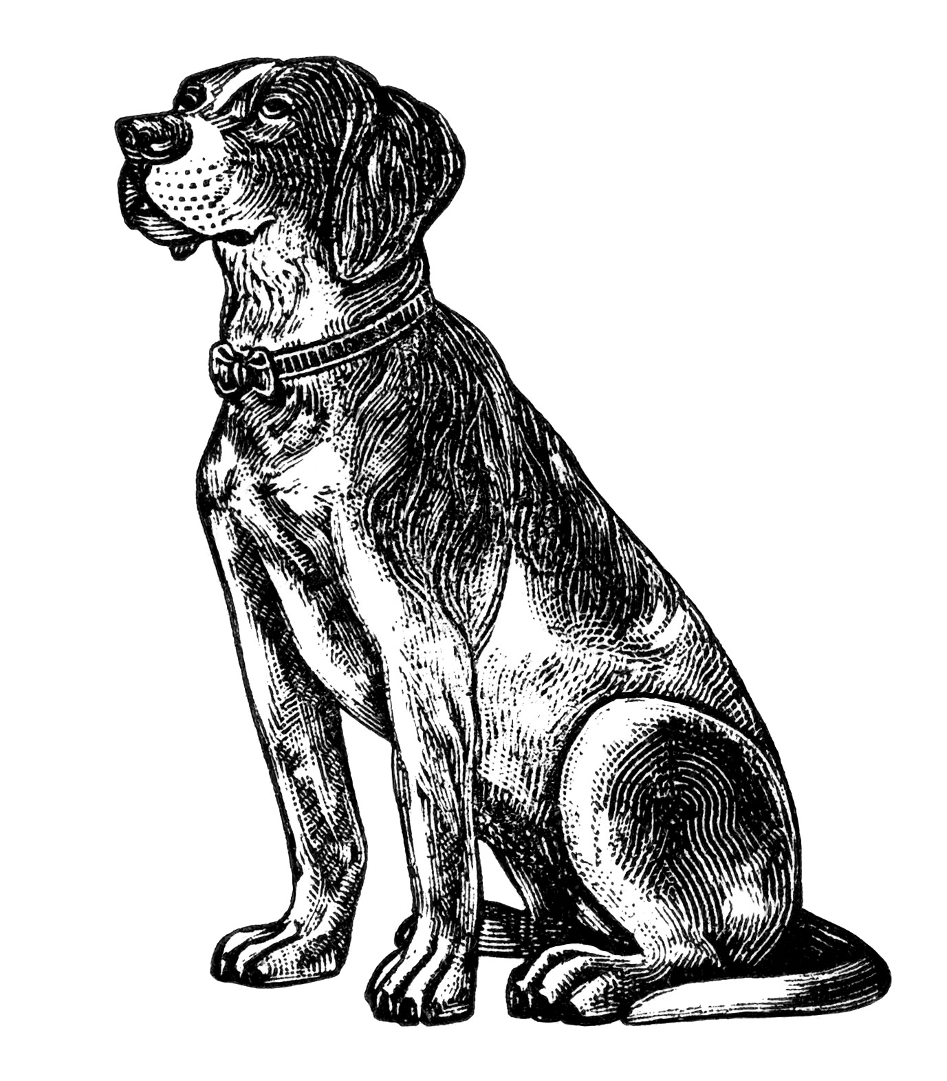 Dogs Clip Art The Dog Was 6 1 2 Inches High