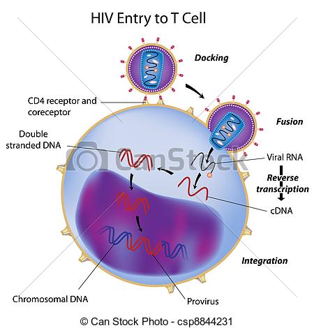 Hiv Entry And Integration Into T Cell    Csp8844231   Search Clipart