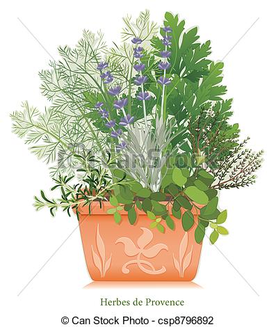 Vector Illustration Of Herb De Provence Garden Flowerpot   Herbes De