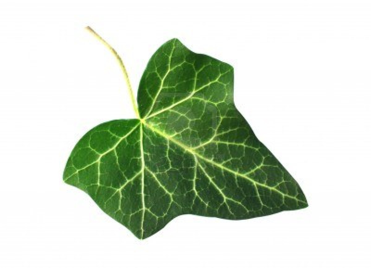 Displaying 18  Images For   Ivy Leaf
