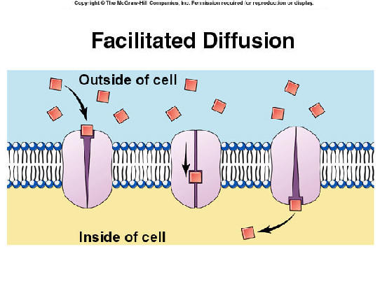 Facilitated Diffusion   Diffusion Through Carrier Proteins Within Cell