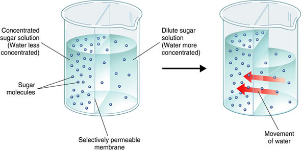 Osmosis   The Diffusion Of Water Through A Membrane