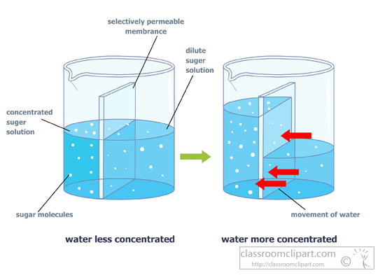 Science   Osmosis Diagram Semi Permeable Membrane   Classroom Clipart