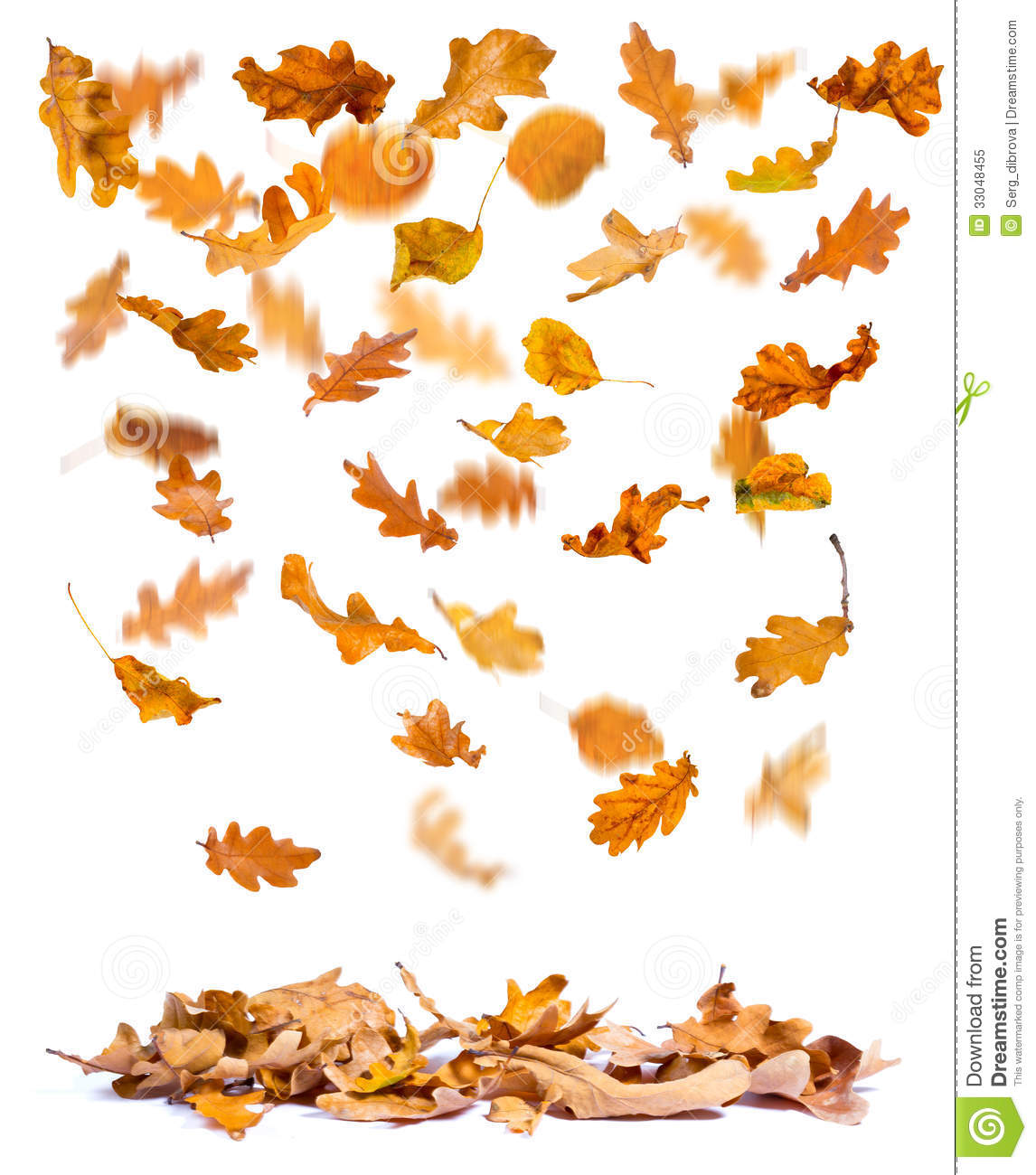 Oak Autumn Leaves Falling To The Ground White Background