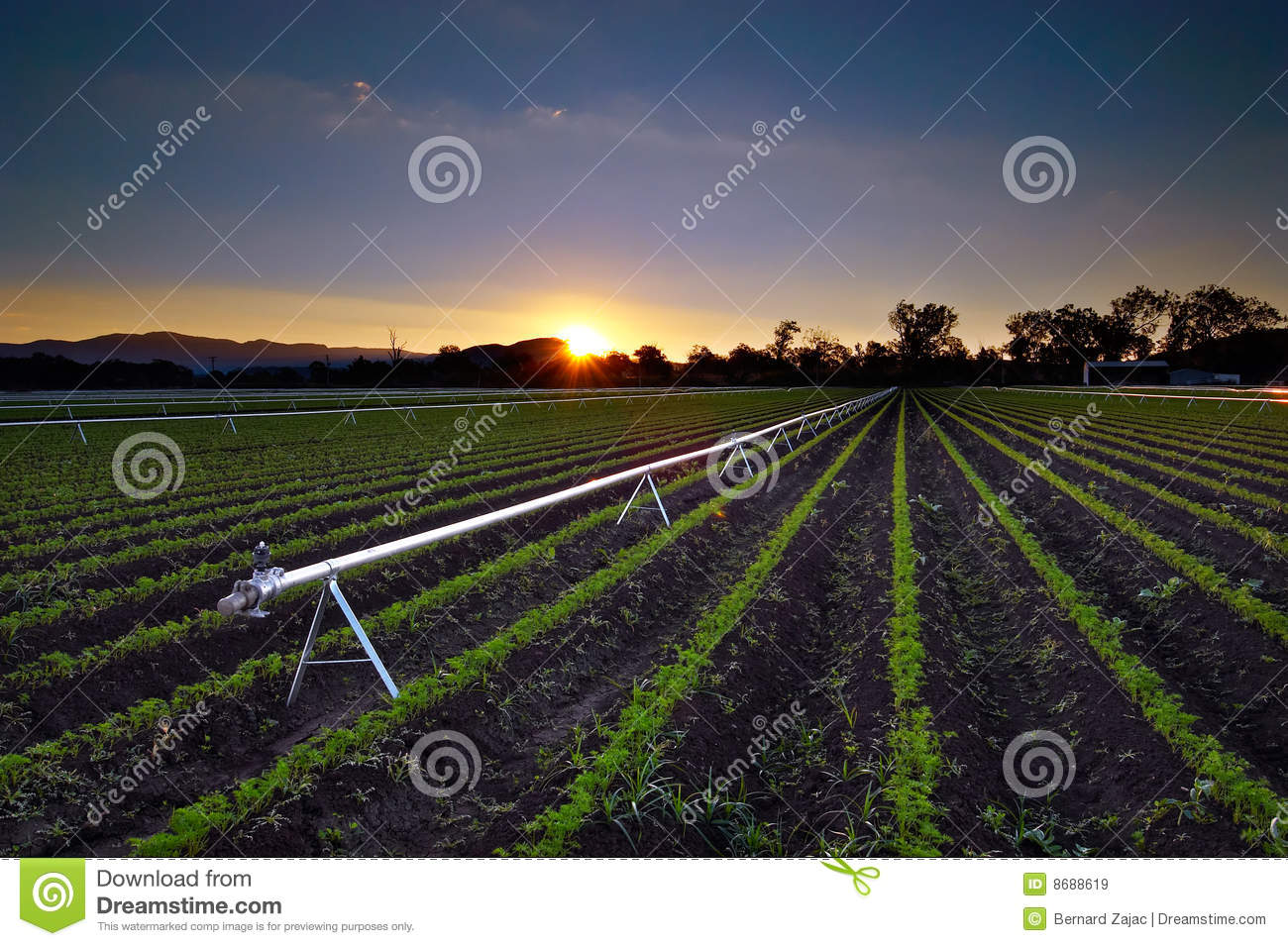Agricultural Irrigation Sprinkler Royalty Free Stock Images   Image    